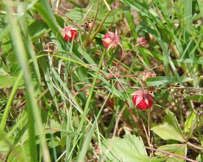 Прикрепленное изображение: IMGP6603.jpg